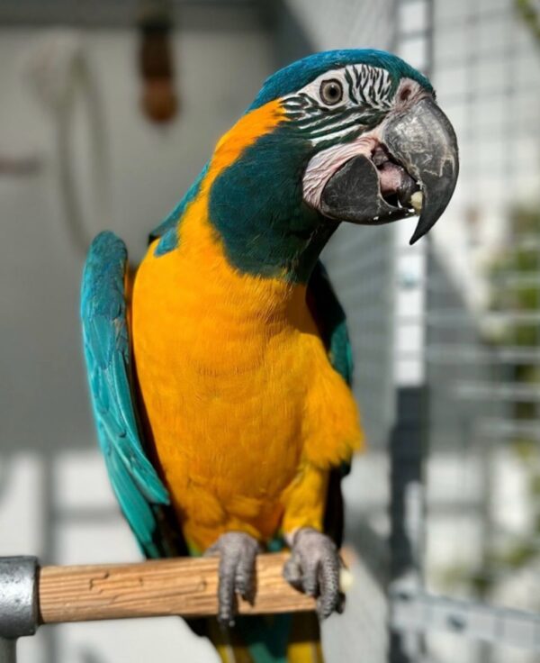Blue-throated Macaws for Sale