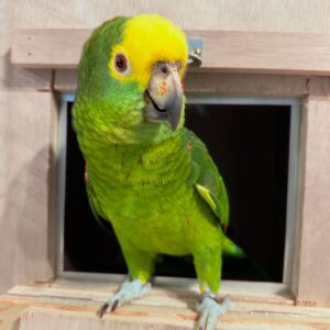 Yellow Crowned Amazon Parrot for Sale