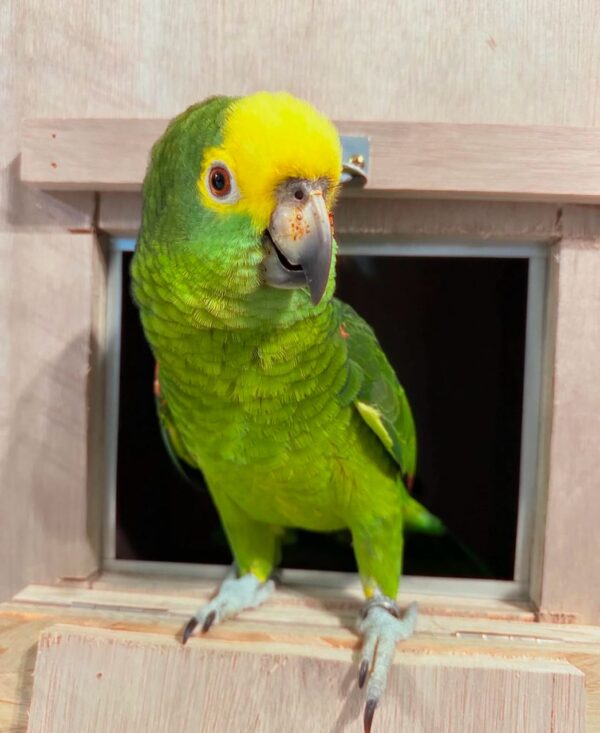 Yellow Crowned Amazon Parrot for Sale