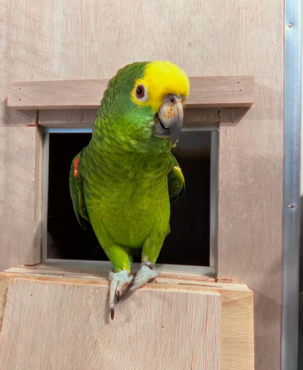 Yellow Crowned Amazon Parrots for Sale