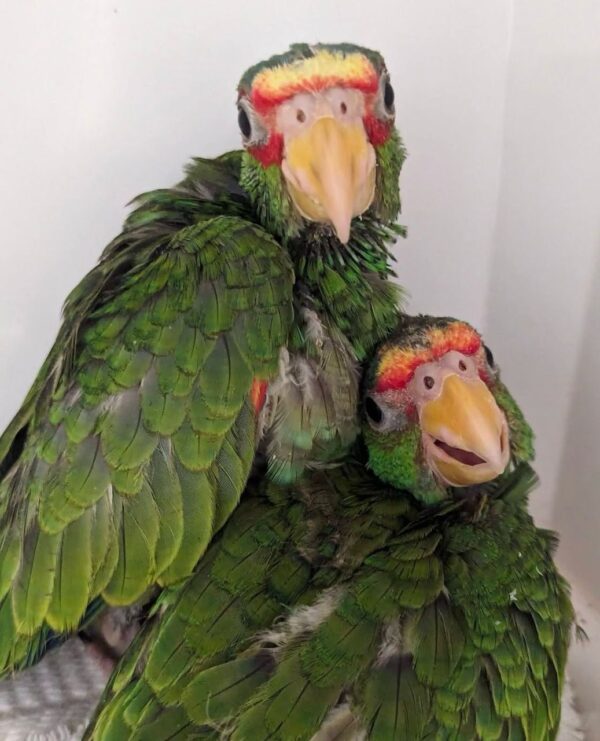 White Fronted Amazon Parrots for Sale