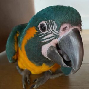 Blue-throated Macaw for Sale