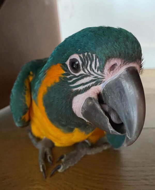 Blue-throated Macaw for Sale
