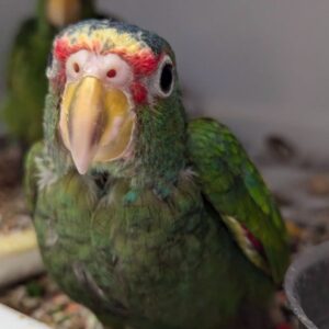 White Fronted Amazon Parrot for Sale