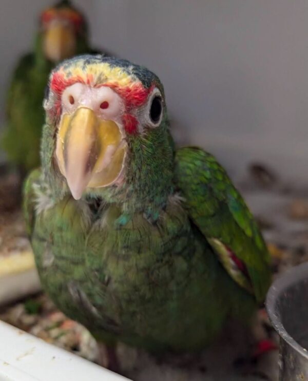 White Fronted Amazon Parrot for Sale
