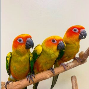 Sun conure for sale