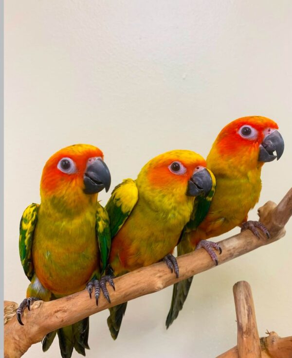 Sun conure for sale