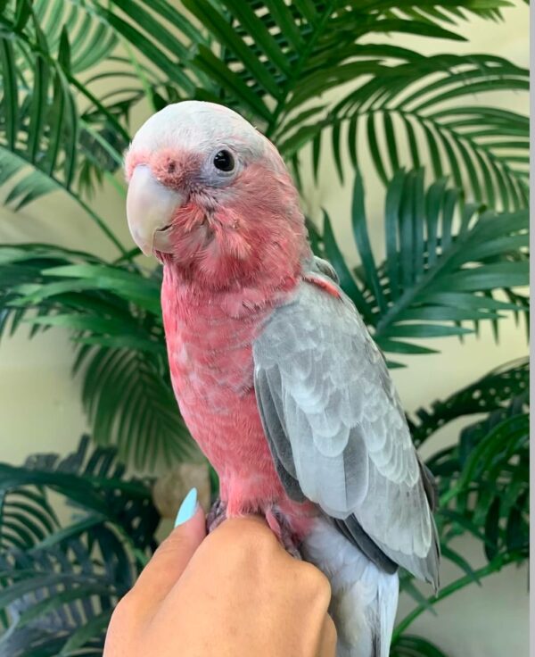 Rose Breasted Cockatoo for Sale