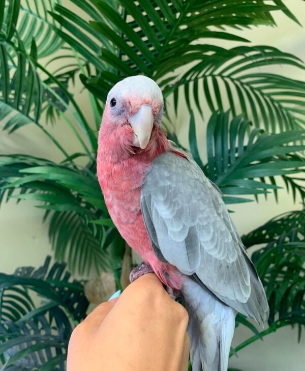 Rose Breasted Cockatoos for Sale