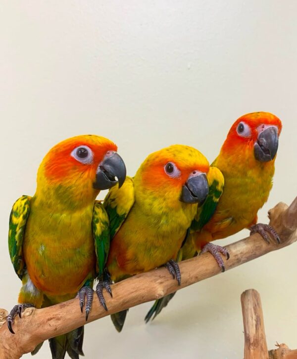 Sun conures for sale