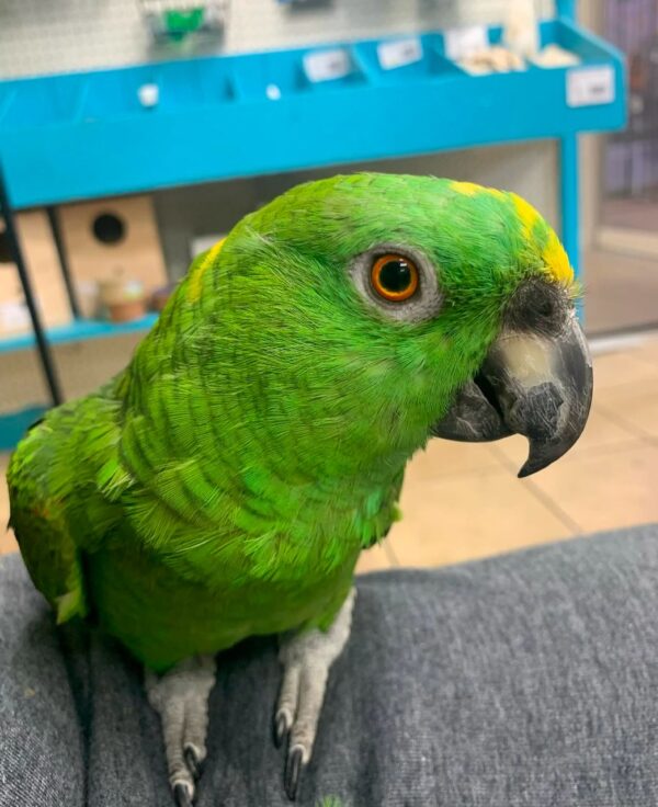 Yellow Naped Amazon Parrots for Sale