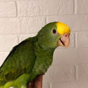 Double Yellow Headed Amazon Parrot for Sale