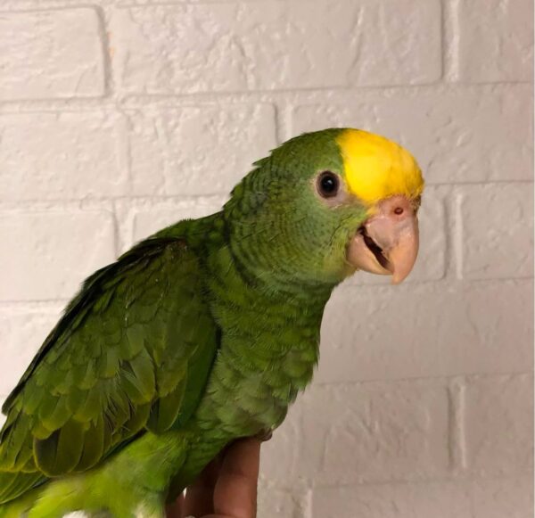 Double Yellow Headed Amazon Parrot for Sale
