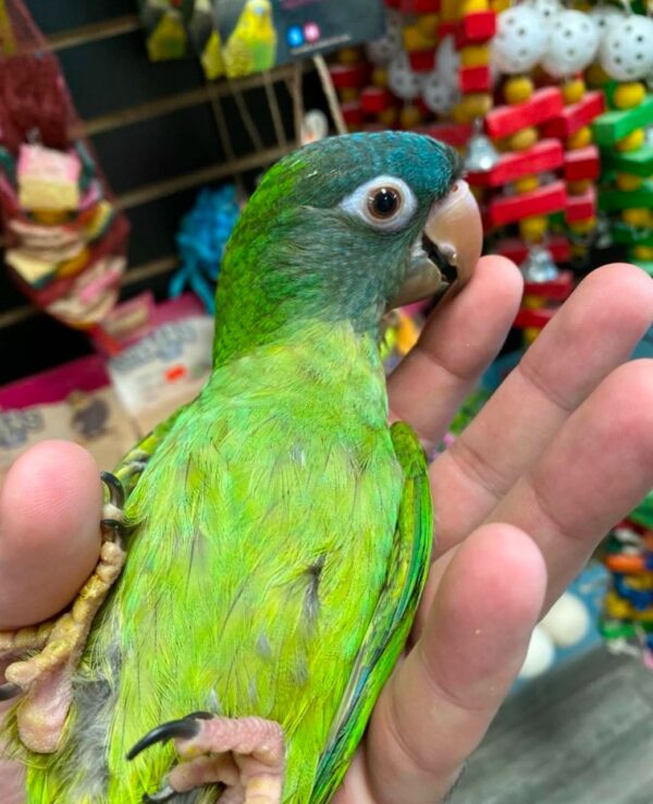 Blue Crowned Conure for Sale