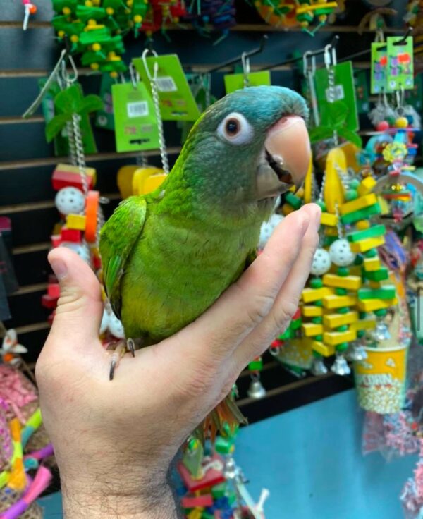 Blue Crowned Conures for Sale