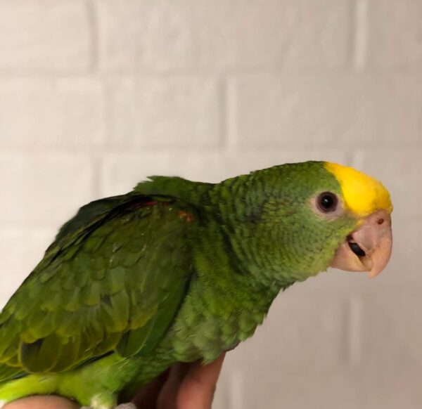 Double Yellow Headed Amazon Parrots for Sale