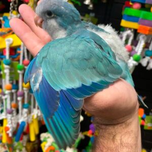 Quaker Parrot for Sale