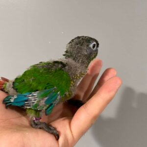 Green Cheek Conure for Sale