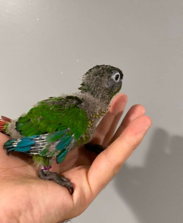 Green Cheek Conure for Sale