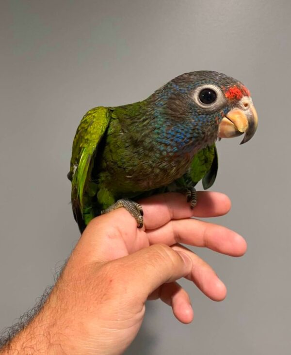 Blue Headed Pionus Parrots for Sale