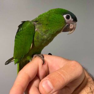 Hahn's Macaw for Sale