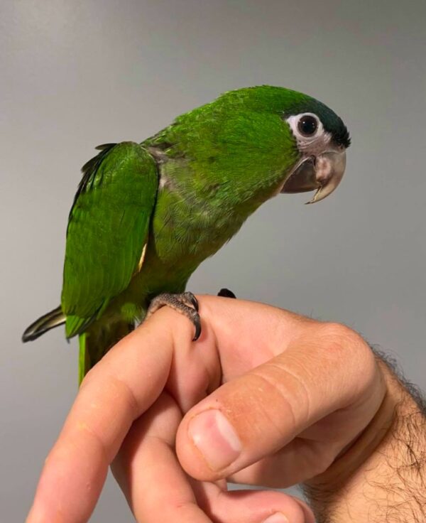 Hahn's Macaw for Sale