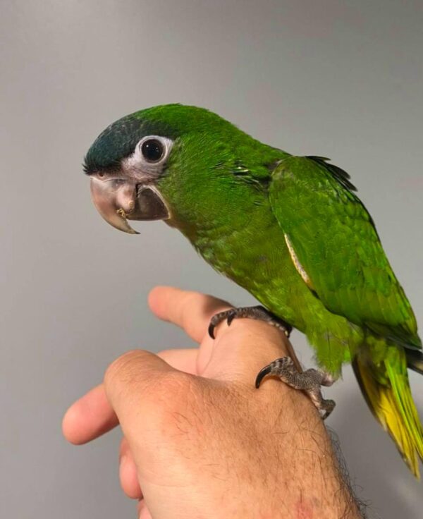 Hahn's Macaws for Sale