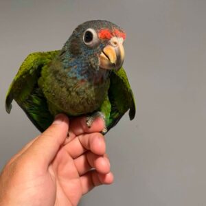 Blue Headed Pionus Parrot for Sale