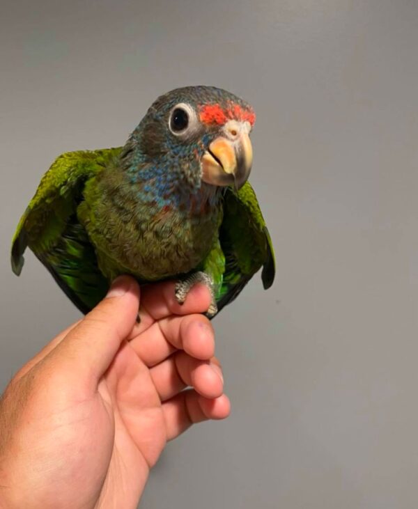 Blue Headed Pionus Parrot for Sale