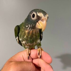 White Capped Pionus Parrot for Sale