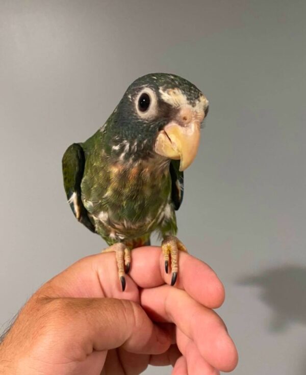 White Capped Pionus Parrot for Sale