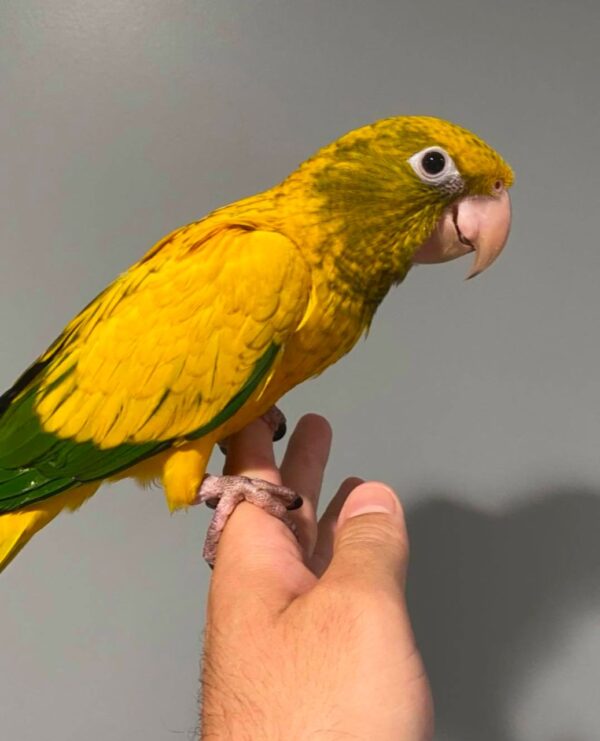 Golden Conures for Sale