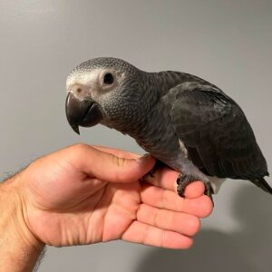 African Grey for sale