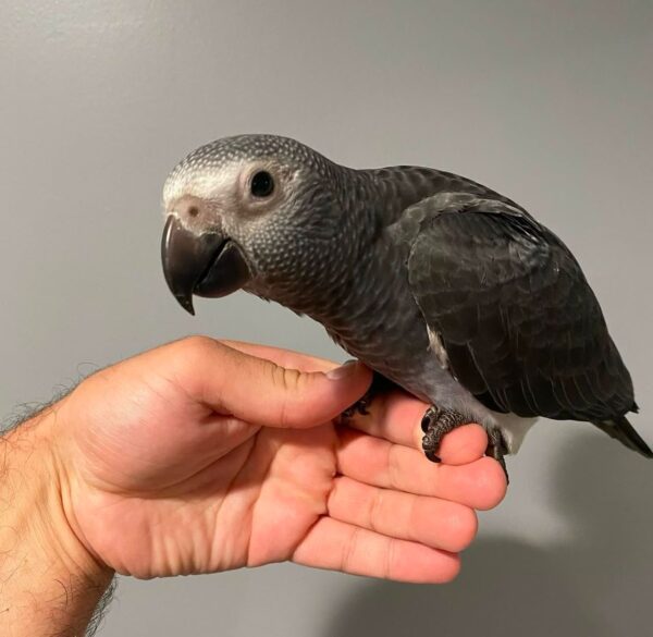 African Grey for sale