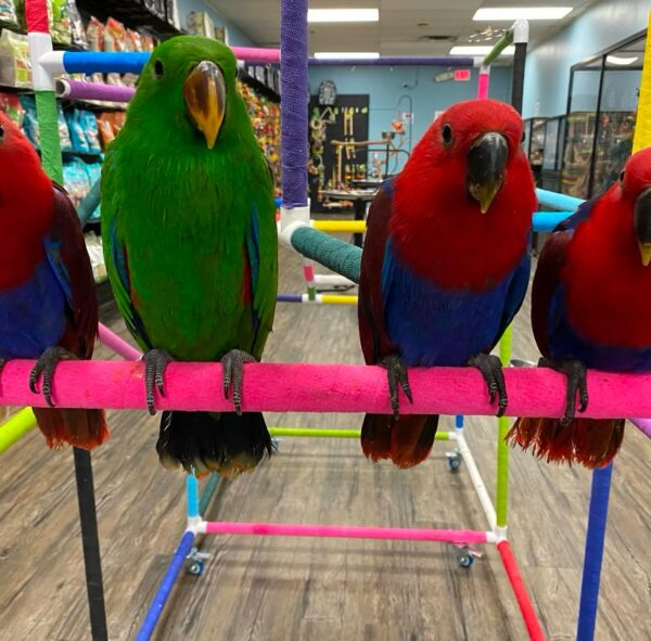 Eclectus Parrot for Sale