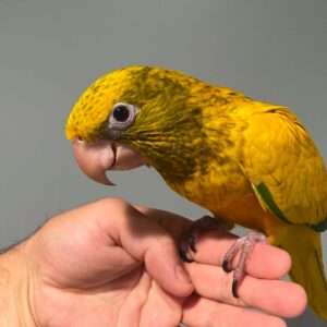 Golden Conure for Sale