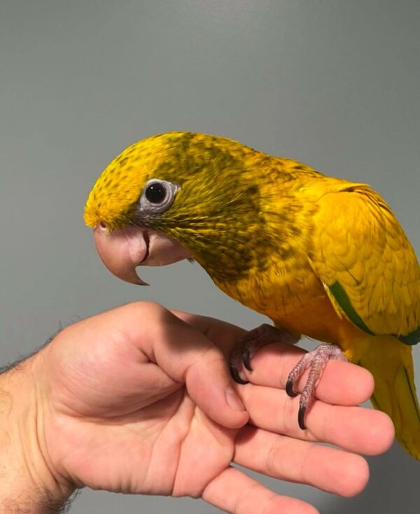 Golden Conure for Sale