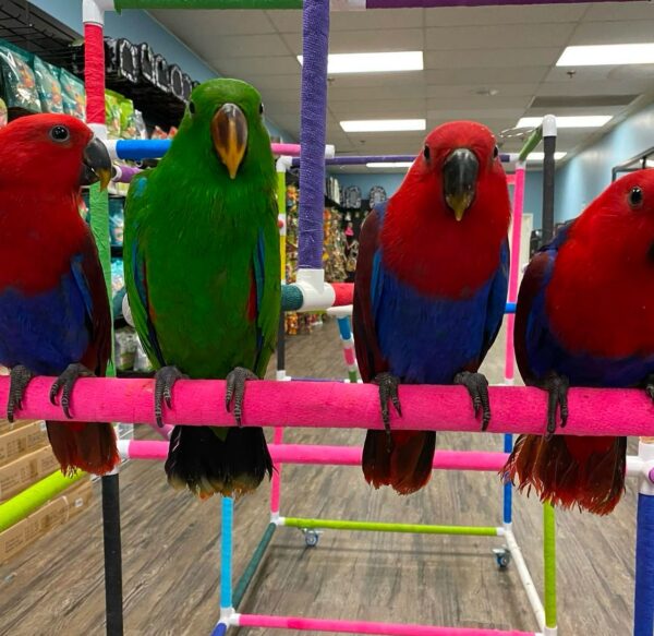 Eclectus Parrots for Sale