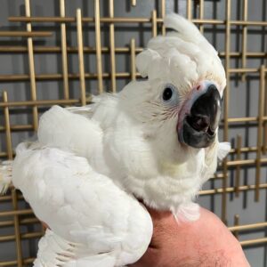 Umbrella Cockatoo for Sale