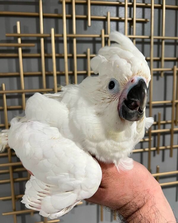 Umbrella Cockatoo for Sale