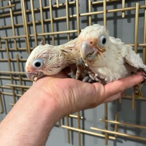 Goffin's Cockatoo for Sale