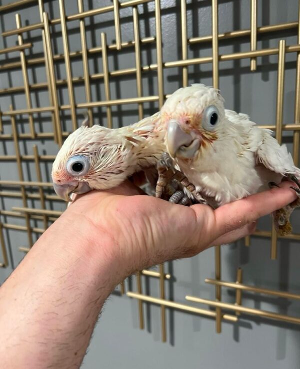 Goffin's Cockatoo for Sale
