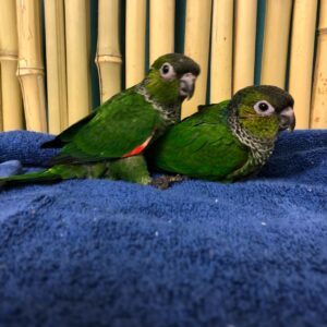 Black Capped Conure for Sale