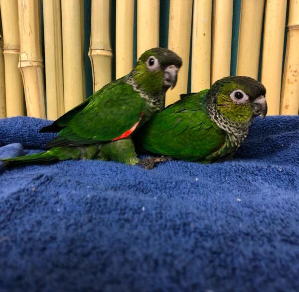 Black Capped Conure for Sale