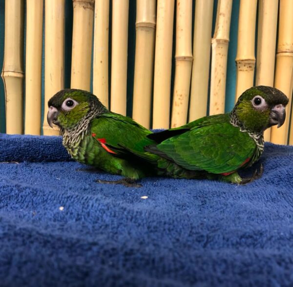 Black Capped Conures for Sale