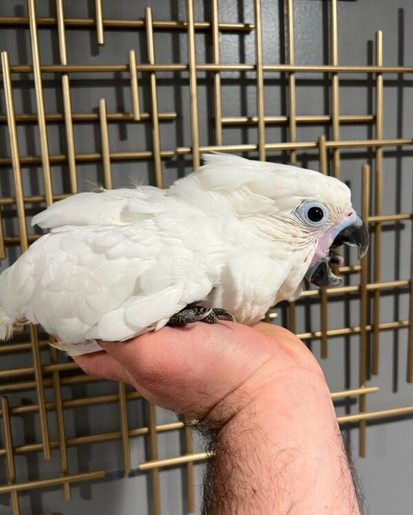 Umbrella Cockatoos for Sale