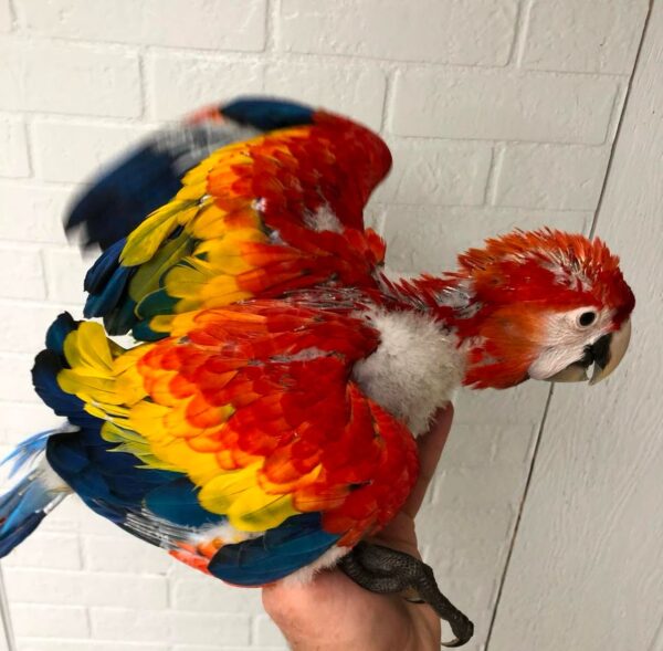 Scarlet Macaws for Sale