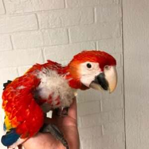 Scarlet Macaw for Sale