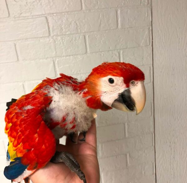 Scarlet Macaw for Sale