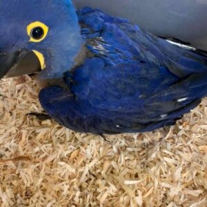 Hyacinth Macaw for Sale